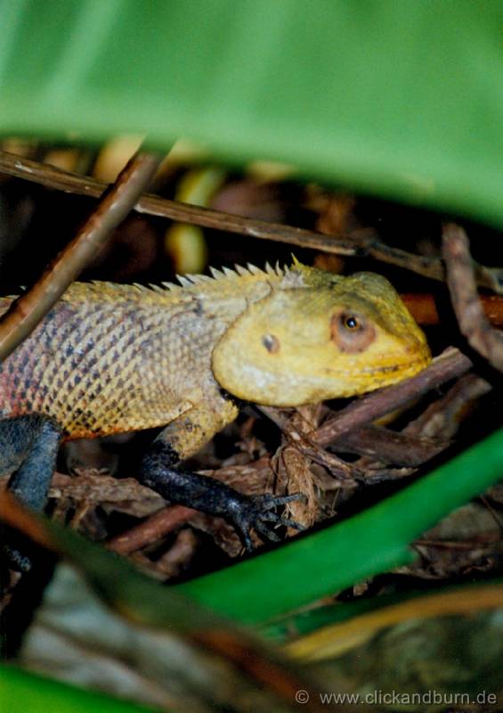 Leguan 1 